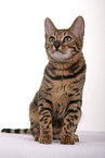 sitzende Bengal-Katze