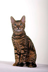 sitzende Bengal-Katze