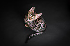 sitzende Bengalkatze