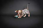 junge Bengal Katze