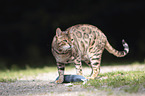 Bengal Katze