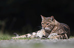 liegende Bengal Katze