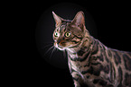 Bengal Katze