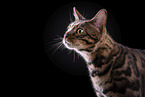 Bengal Katze