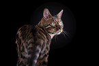 Bengal Katze