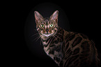 Bengal Katze