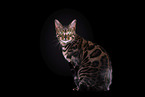 Bengal Katze