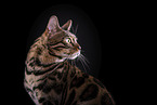 Bengal Katze
