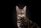 Bengal Katze