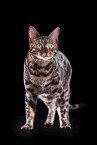 Bengal Katze