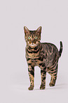 Bengal Katze