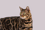 Bengal Katze