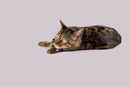 Bengal Katze