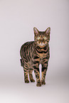 Bengal Katze