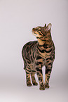 Bengal Katze