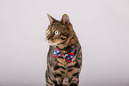 Bengal Katze