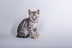 Bengal Ktzchen
