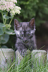 Bengal-Katze Ktzchen