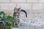 Bengal-Katze Ktzchen