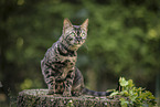 Bengal Katze