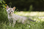 Bengal Ktzchen