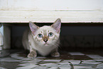 Bengal Katze Kätzchen