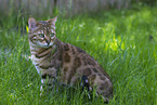 Bengal Katze