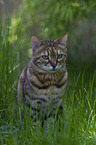 Bengal Katze