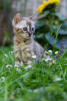Bengal Ktzchen