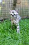 Bengal Ktzchen