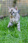 Bengal Ktzchen