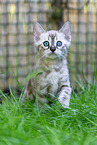 Bengal Ktzchen