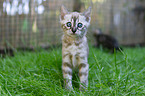 Bengal Ktzchen
