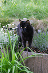 Bengale im Garten