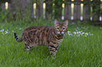 Bengale im Garten