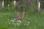 Bengale im Garten