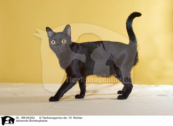 stehende Bombaykatze / standing black asian / RR-06362