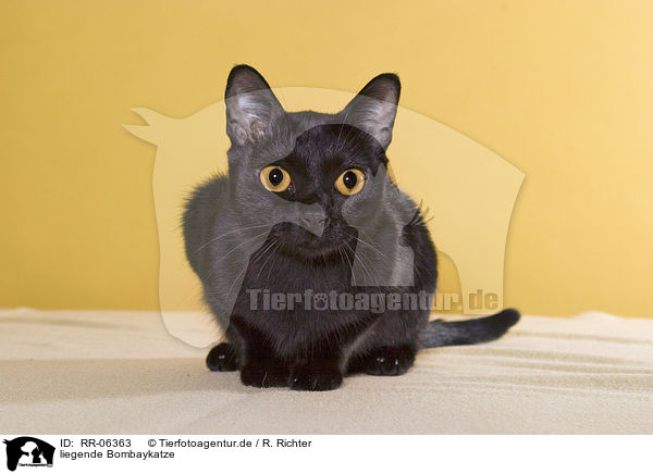 liegende Bombaykatze / RR-06363