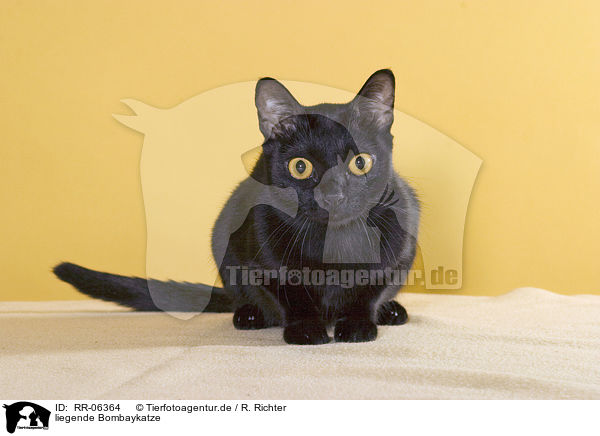 liegende Bombaykatze / RR-06364