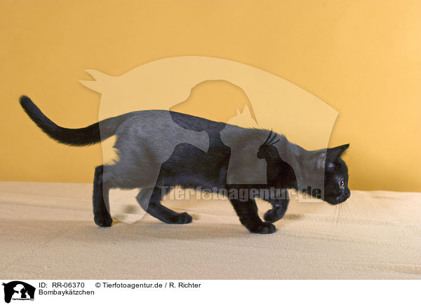 Bombayktzchen / black asian kitty / RR-06370