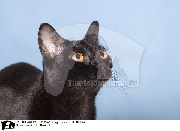 Bombaykatze im Portrait / RR-06377