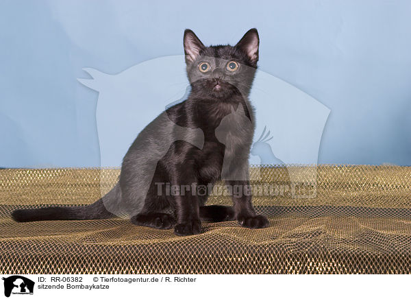 sitzende Bombaykatze / RR-06382