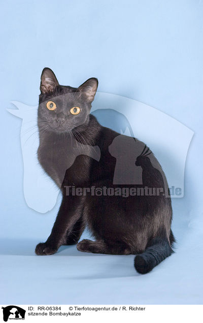 sitzende Bombaykatze / sitting black asian / RR-06384