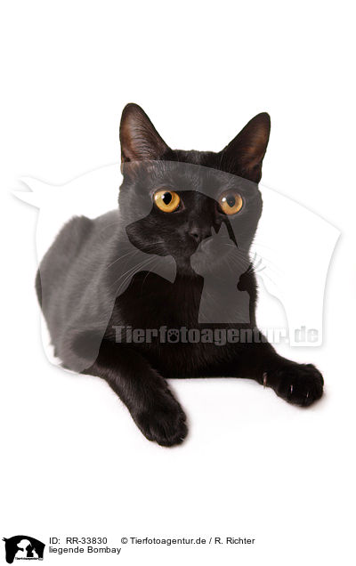 liegende Bombay / lying Bombay cat / RR-33830