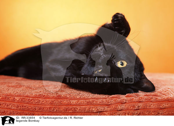 liegende Bombay / lying Bombay cat / RR-33854