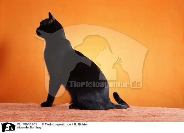 sitzende Bombay / sitting Bombay / RR-33861