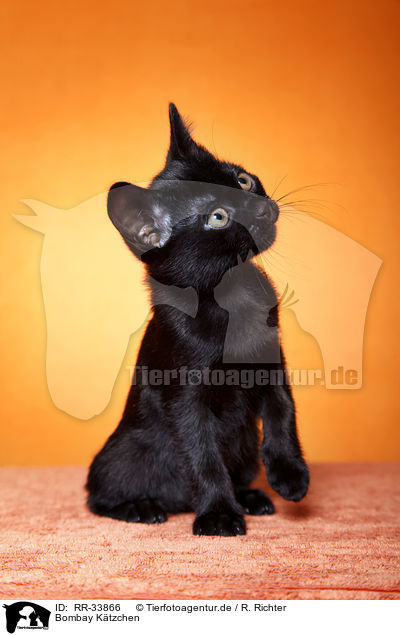 Bombay Ktzchen / bombay kitten / RR-33866