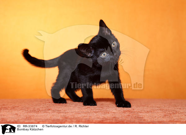 Bombay Ktzchen / bombay kitten / RR-33874