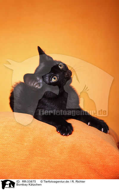 Bombay Ktzchen / bombay kitten / RR-33875