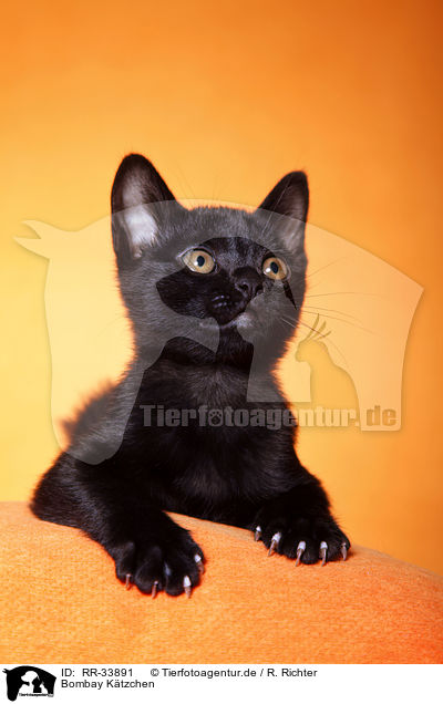 Bombay Ktzchen / bombay kitten / RR-33891